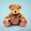 Verduistering beren op blauw-2